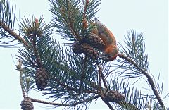 Scottish Crossbill